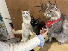 -楼上猫咖(罗湖店)
