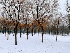 -大兴滨河森林公园