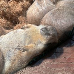 点击看大图 -Zoolung Zoolung动物主题公园(海信广场店)