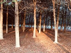 -艾溪湖湿地公园