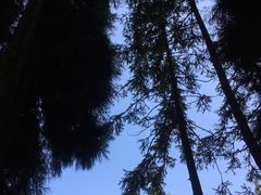 -武陵山森林公园