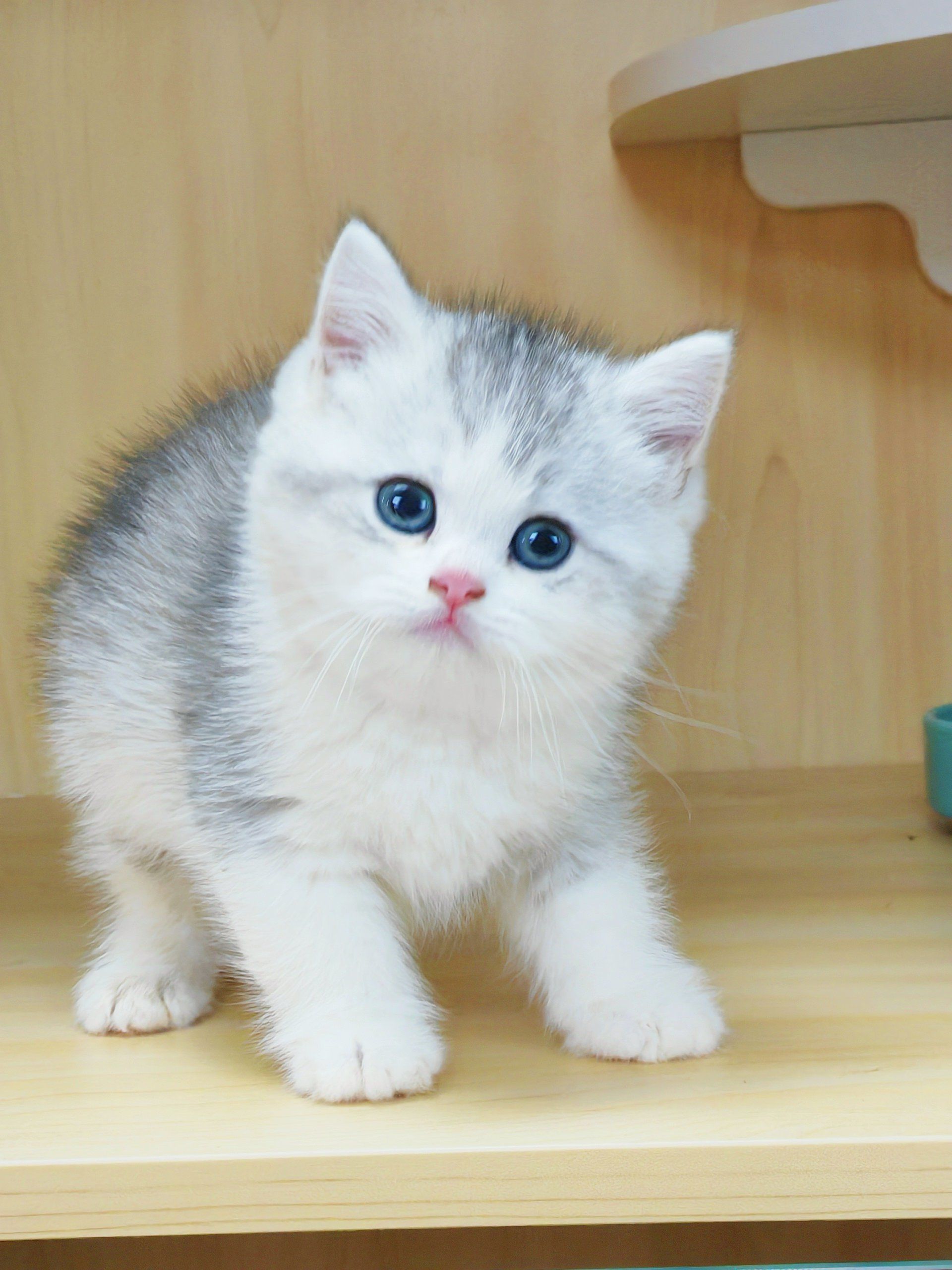 💥邂逅萌态可掬的银白英短!💕