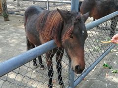 -长白岛森林公园