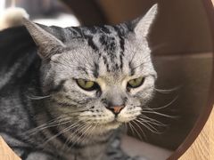 -猫和宫(六道口店)