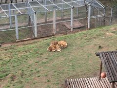 -青藏高原野生动物园