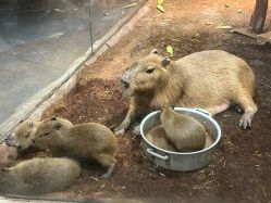 -Zoolung Zoolung动物主题公园(海信广场店)