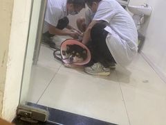 -米苏动物医院·犬猫专科·骨科外科内窥镜