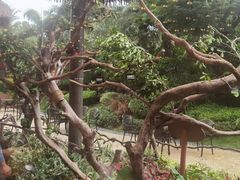 -美食小镇·观赏珍稀鸟类·长隆熊猫酒店