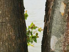 -江门古劳水乡旅游区