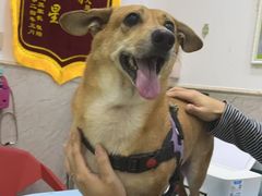 -福懋动物医院·犬猫全科·外科·重症科(杏林分院)