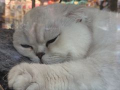-老大昌(淮海中路店)