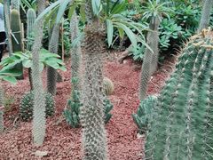-呀路古热带植物园