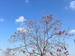 -上海滨江森林公园