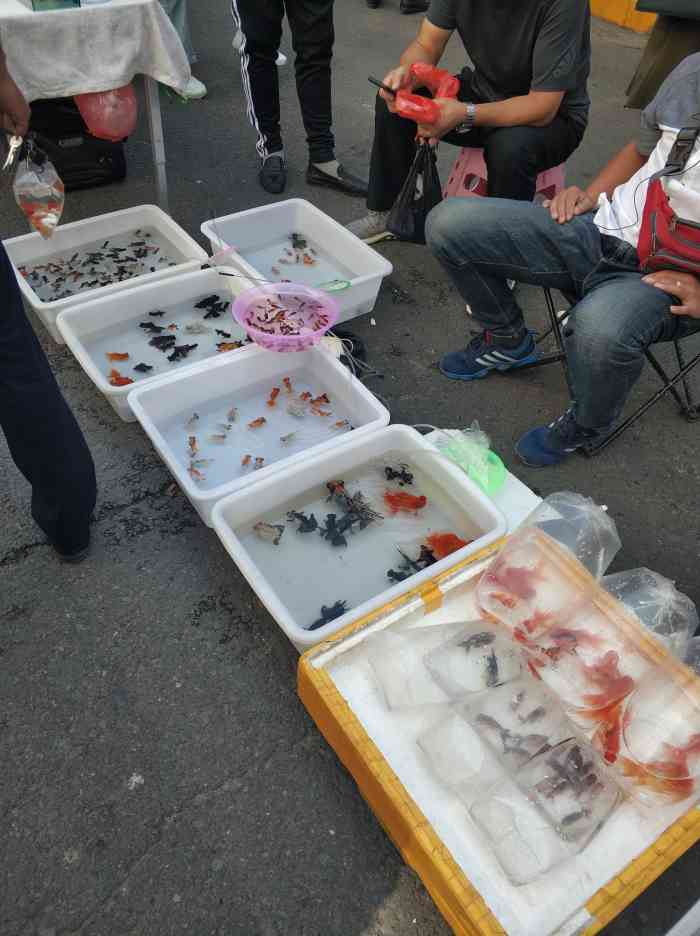 哈尔滨道外花鸟鱼市场