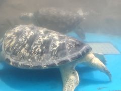-秦皇岛新澳海底世界