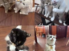 -楼上猫咖(罗湖店)