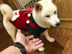 -豆柴町-柴犬主题狗咖(红鼎国际C座店)