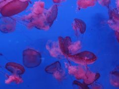 -蓬莱欧乐堡海洋极地世界