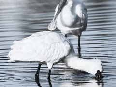 -漩门湾国家湿地公园