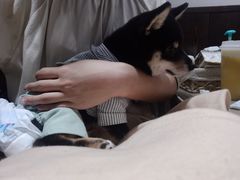 -逗柴咖啡屋·狗咖猫咖宠物桌游