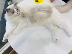 -猫冇咖·家门口的撸猫馆(大融城店)