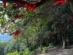 -黄埔油麻山森林公园