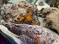 -太平洋海底世界