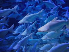 -成都浩海立方海洋公园