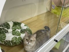 -青奢宠物·青奢猫舍