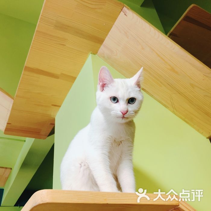 猫主吉祥猫酒店宠物寄养