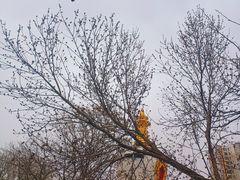 -护国法轮寺
