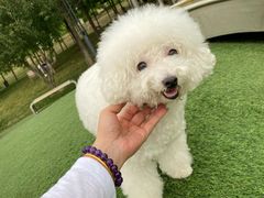 -爪吧宠物乐园 (温榆河示范区店)