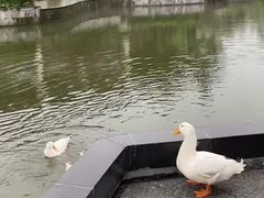 -椿记烧鹅(北门店)