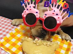 -pd派德宠物中心医院24H急重症·眼科中心·血液透析中心(嵩山北路店)