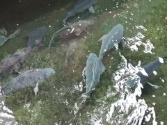 -侠成水上农庄(工业大道店)
