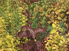 -霸王河欢乐世界