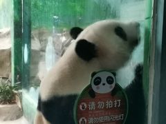 -灵玲国际马戏城