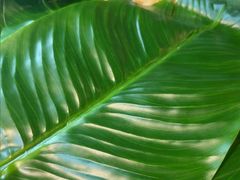 -甘家界牌柠檬鸭(青山店)