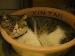 宠物-北京观赏动物医院·24小时大型综合·猫专科·异宠专科