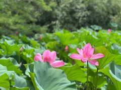 -东平国家森林公园