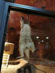 -酷嗒动物文化乐园(cutezoo西溪乐天城店)