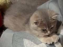 -欣宠猫屋·矮脚拿破仑·蓝金金渐层