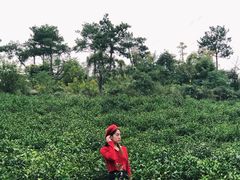 -汤山温泉房车营地 茶温泉