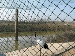 -盐城丹顶鹤湿地生态旅游区