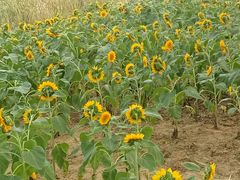 -艾溪湖湿地公园