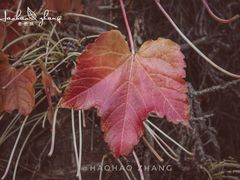 -北海道厅旧本厅舍(旧本庁舎)