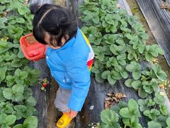 -胜丰草莓采摘园