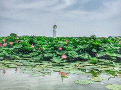 -白洋淀景区