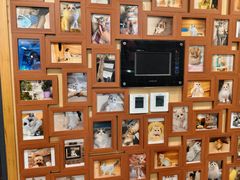 -猫十亿·布偶金渐层·曼基康矮脚猫舍(青年路店)
