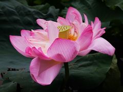 -陈家山荷花公园